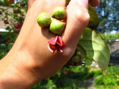  picture  Kardinaalshoed |Euonymus_alatus