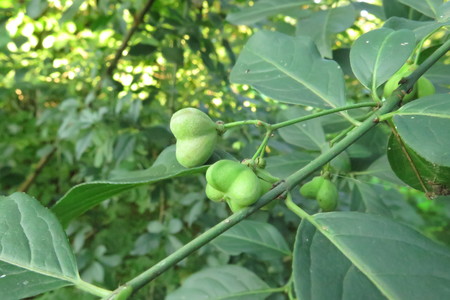  picture  Kardinaalshoed |Euonymus_alatus