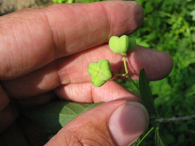  picture  Kardinaalshoed |Euonymus_alatus