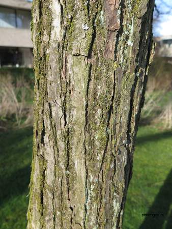  picture  Katsura_boom |Cercidiphyllum_japonicum