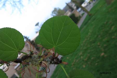  picture  Katsura_boom |Cercidiphyllum_japonicum