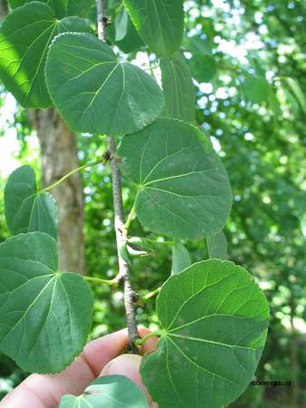  picture  Katsura_boom |Cercidiphyllum_japonicum