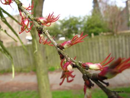  picture  Katsura_boom |Cercidiphyllum_japonicum