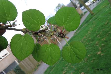  picture  Katsura_boom |Cercidiphyllum_japonicum