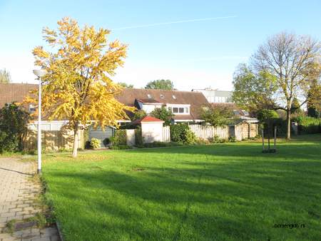  picture  Katsura_boom |Cercidiphyllum_japonicum