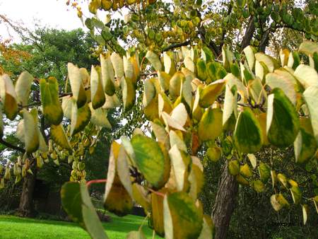  picture  Katsura_boom |Cercidiphyllum_japonicum