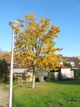  picture  Katsura_boom |Cercidiphyllum_japonicum