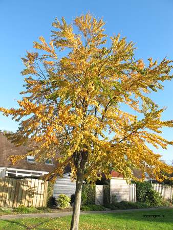  picture  Katsura_boom |Cercidiphyllum_japonicum