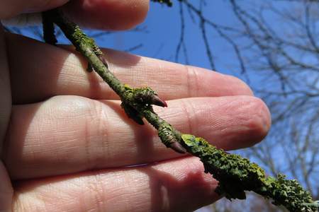  picture  Katsura_boom |Cercidiphyllum_japonicum