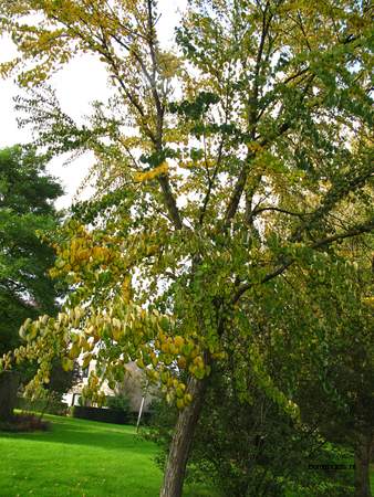  picture  Katsura_boom |Cercidiphyllum_japonicum
