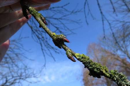  picture  Katsura_boom |Cercidiphyllum_japonicum
