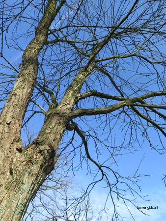  picture  Katsura_boom |Cercidiphyllum_japonicum