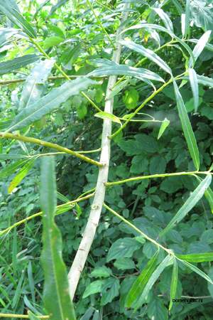  picture  Katwilg |Salix_viminalis