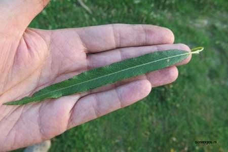  picture  Katwilg |Salix_viminalis