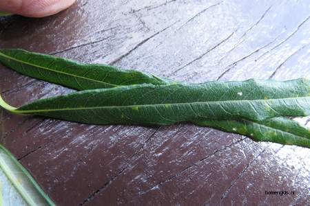  picture  Katwilg |Salix_viminalis