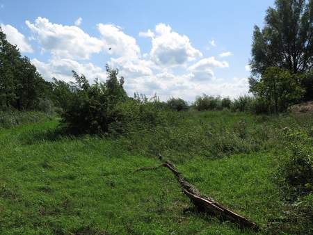  picture  Katwilg |Salix_viminalis