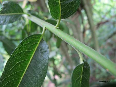  picture  Katwilg |Salix_viminalis