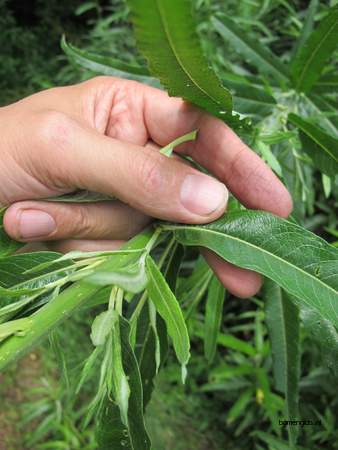  picture  Katwilg |Salix_viminalis