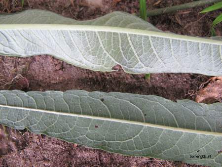  picture  Katwilg |Salix_viminalis