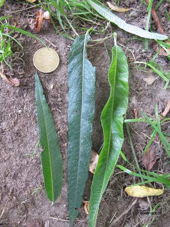  picture  Katwilg |Salix_viminalis