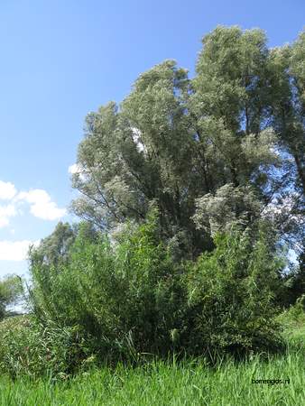  picture  Katwilg |Salix_viminalis