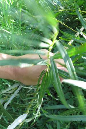  picture  Katwilg |Salix_viminalis