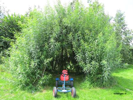  picture  Katwilg |Salix_viminalis