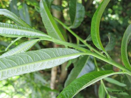  picture  Katwilg |Salix_viminalis