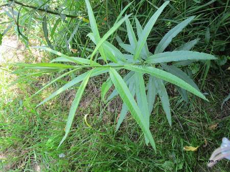  picture  Katwilg |Salix_viminalis