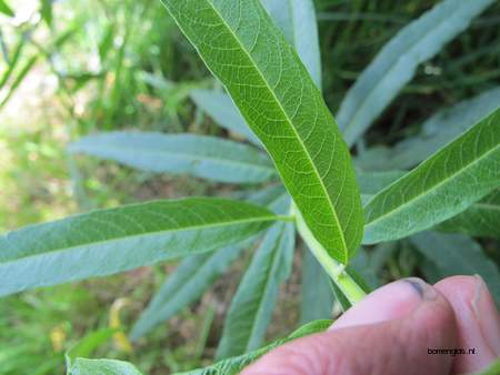  picture  Katwilg |Salix_viminalis