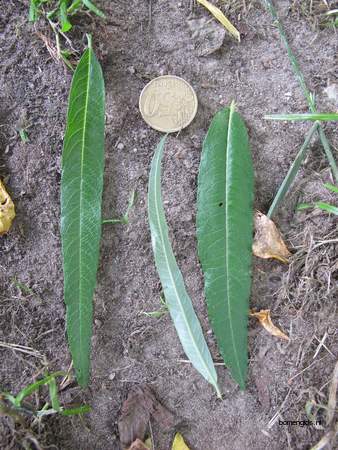  picture  Katwilg |Salix_viminalis