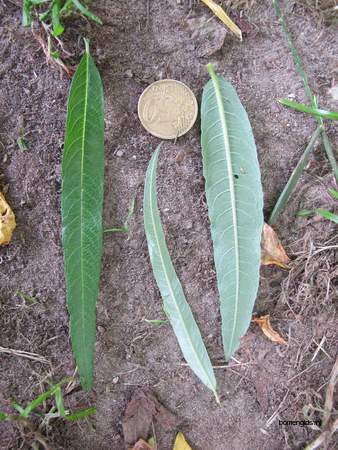  picture  Katwilg |Salix_viminalis