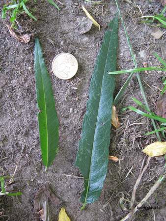  picture  Katwilg |Salix_viminalis