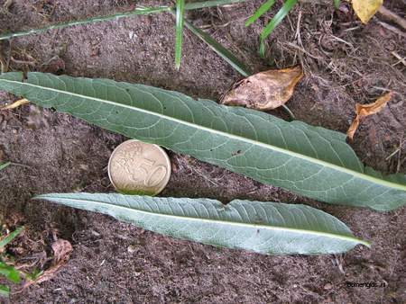  picture  Katwilg |Salix_viminalis