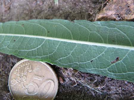  picture  Katwilg |Salix_viminalis