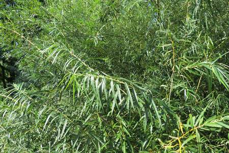  picture  Katwilg |Salix_viminalis