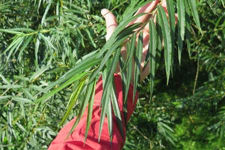  picture  Katwilg |Salix_viminalis