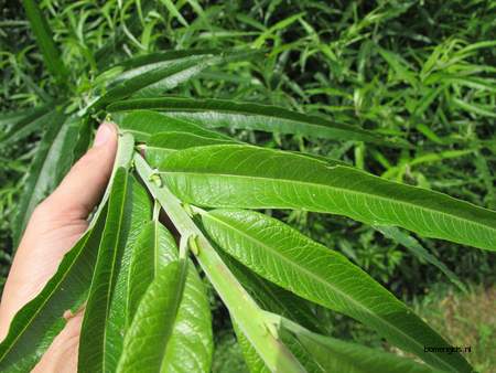  picture  Katwilg |Salix_viminalis