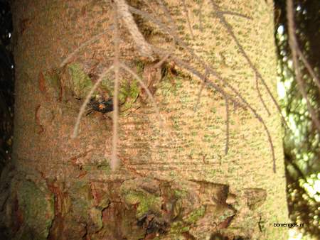  picture  Kaukasische_spar |Picae_orientalis