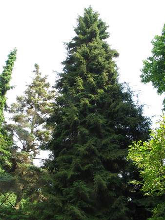  picture  Kaukasische_spar |Picae_orientalis