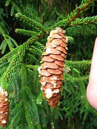  picture  Kaukasische_spar |Picae_orientalis