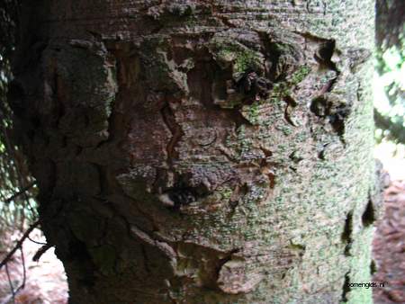  picture  Kaukasische_spar |Picae_orientalis