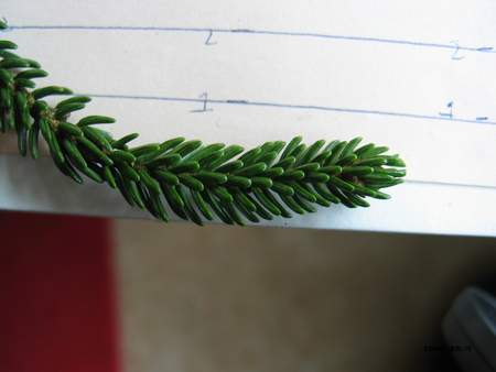  picture  Kaukasische_spar |Picae_orientalis