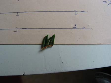  picture  Kaukasische_spar |Picae_orientalis