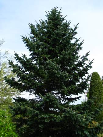  picture  Kaukasische_spar |Picae_orientalis