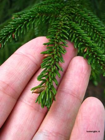  picture  Kaukasische_spar |Picae_orientalis