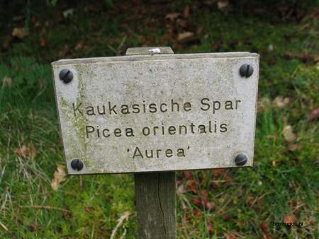  picture  Kaukasische_spar |Picae_orientalis