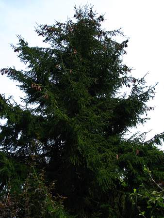  picture  Kaukasische_spar |Picae_orientalis