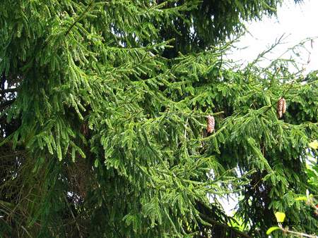  picture  Kaukasische_spar |Picae_orientalis