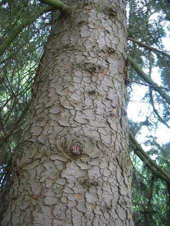  picture  Kaukasische_spar |Picae_orientalis